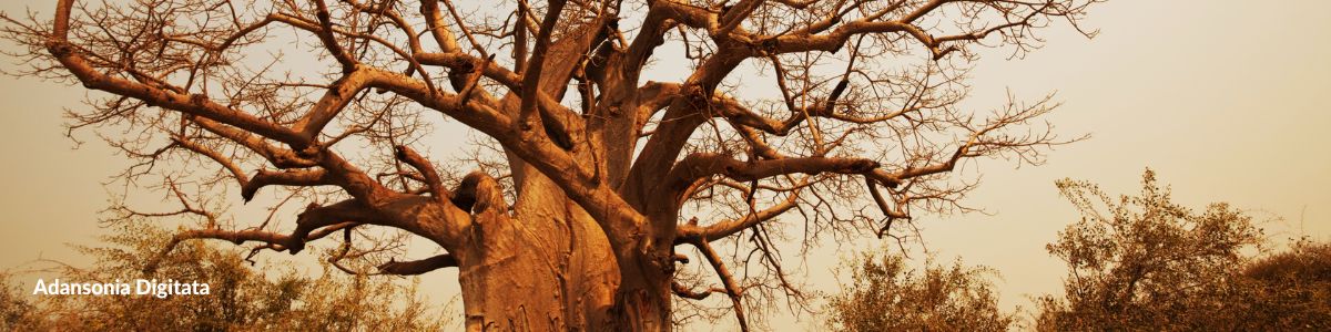 Phitofilos - Baobab